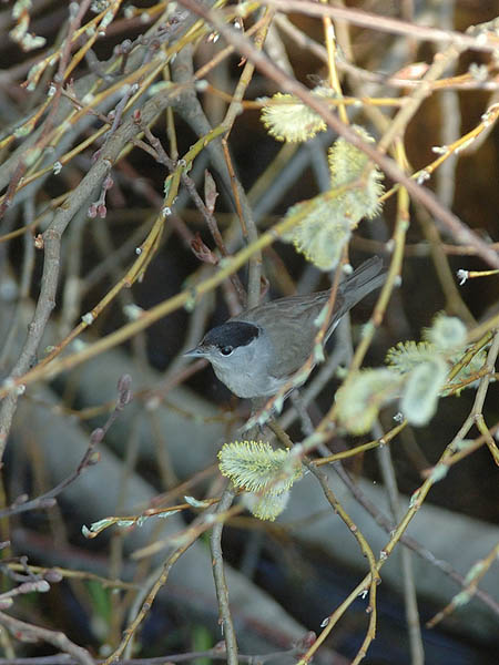Mustapääkerttu, Blackcap, Sylvia atricapilla